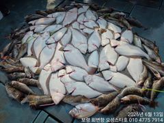 6월13일 오성스타호 다잡아외수질 조황~^^ 사진