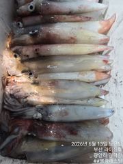 6월13일 한치 조황 사진