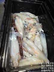 한치 사진