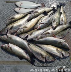 어제조황!! 13일 보령 무창포 농어 생미끼 외수질 < 총각1호 >  따오기 농어들!! 평일 자리 여유~!! 사진
