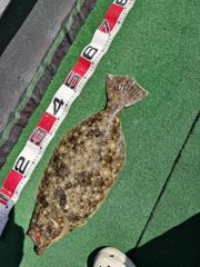 오늘의조황 - 2026년 6월 13일 대광어 조황 - 먼바다,바다낚시 전문,인천 남항 드림피싱 사진