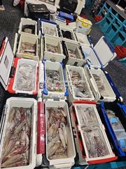 [통영대교피싱]한치는 많으니 실력껏 잡아가세요~~수요일부터 자리여유 사진