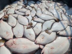 광어조황 - 6월 8일 조항 - 루디피싱 루디호 사진