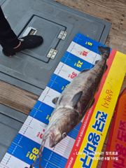 6월19일 임원항 장프로호 조황