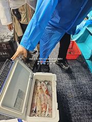 [통영대교피싱]빗속에 한치대박~7월에도 한치 쭈욱~ 사진