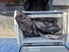 2026년 6월 23일 <우럭 조황>