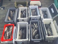 6월 24일 12분 우럭조황 사진