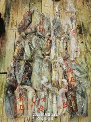 6월28일 먼바다한치 세자리수 잡으러 출조합니다  사진