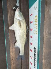 오늘의조황 - 6월 25일(목) 대농어 조황 - 평택항 배낚시 선상 낚시배 전문-오닉스호(신조선) 사진