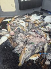 오늘의조황 - 6월 22일 평일 자리 많이 있습니다 - 삼길포 헤르메스 우리좌대 사진