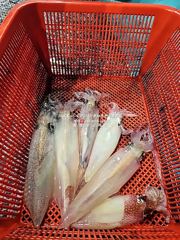 [통영대교피싱]생각보다 좀 잡았네요 사진