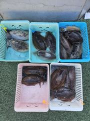 6월27일 갑오징어 사진