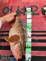 6월27일 녹동 로아피싱 붉바리 조황입니다 사진