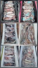 한치 세자리수 잘 나오고 있습니다    화요일7자리여유   세자리수 쿨러가득 채우러 가실분들 미리미리 연락주세요  사진