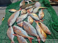 6월 28일 8분  참돔 조황입니다.~~ 사진