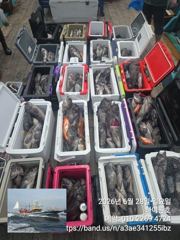 군산하이원 6월 28일 6짜5짜등 쓰리걸이 쌍걸이 조황입니다~ 사진