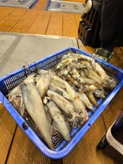 오늘의조황 - 6월12일한치조황 - 제주 창인호 사진