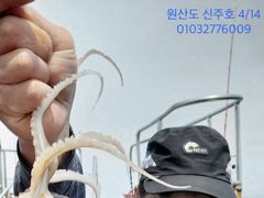 보령 대천 원산도 신주호 4/14 쭈꾸미 조황 사진