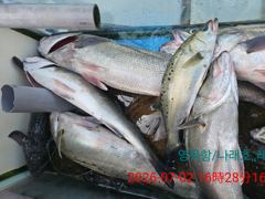 7월2일 생새우외수질낚시 사진
