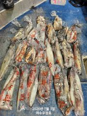 7월3일입항 대포한치 조항소식 입니다  사진