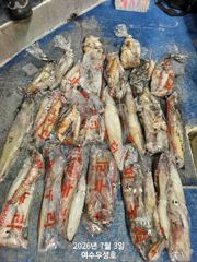 7월6일 대포한치 잡으러 정상출조 합니다  사진