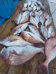 7월11일조황 사진