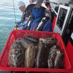 인천 [마린스타 1호] 7월 11일(토) [대왕 갑오징어] 조황!!! 사진