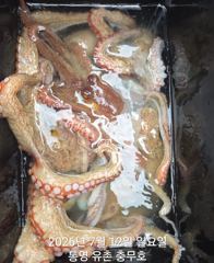 유촌 충무호 오전 문어 철수조황입니다 사진