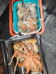 미친 문어 사진