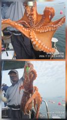 오전돌문어 조황입니다 사진