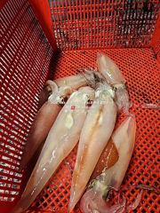 [통영대교피싱]한치 한구뎅이 털고 왔어요 오늘 출항 자리여유 사진