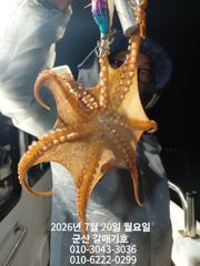 7월19일 일요일 문어 야간탐사 조황 사진