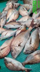 20일  참돔찌낚시 조황입니다. 사진