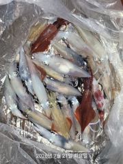  대포급 왕한치 먹물폭탄  쓸리걸이 한치조항 목,금,토,일 예약가능  사진