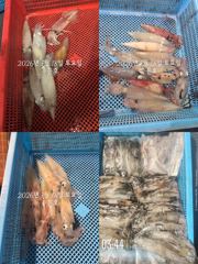 통영 수 은 호 <<>> 24일 25일 한치 출조합니다 10단 다단,오모리채비 가능~예약은 3361 4231전화주세요 사진