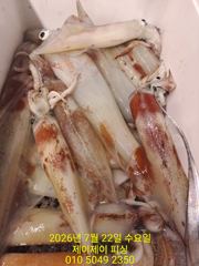 7월21일 한치 조황 사진
