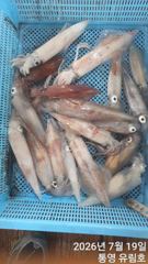 통영유림) 먼바다 한치 금.토.일 예약가능합니다  사진