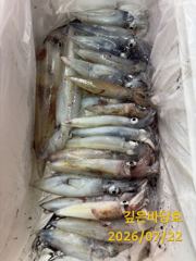 [제주 깊은바당호] 7월 21일 한치 조황입니다 사진