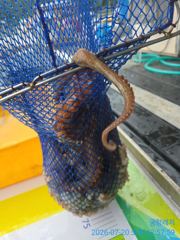 [곤리 풍화] 궁항레저 문어조황입니다 사진