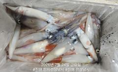 대포급 왕한치 먹물폭탄 쓸리걸이 한치 조항 오늘 무조건출항 자리여유