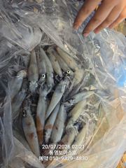 한치 오로지 한치만 사진
