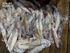 [왕한치]씨알급으로손맛쭉쭉~!!! 일요일/월요일 정상출항확정!! 일월화수목 예약가능! 사진