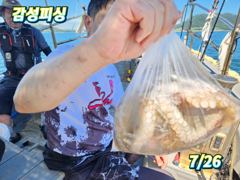 7월25.26일참문어조황입니다 사진