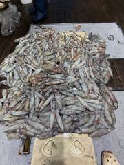 260724 초대박! 장원 300수 돌파! 제주쏘니호 한치조황 사진