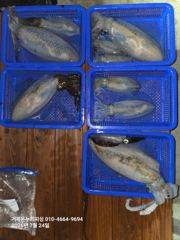 (거제온누리피싱) 26년 무늬오징어 탐사조황 사진