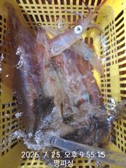 ((왕대포한치))간밤 대포들 씨알굿굿굿 쓰리ㆍ투ㆍ원 싹퍼담아 오늘오후4시 (예약가능자리완전텅텅  사진