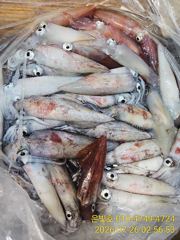 한치 피딩타임! 청기백기~ 바쁘다 바빠~ 8월 갈치 텐빈 예약받습니다 사진