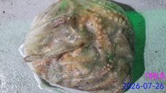 야간문어 조황 사진