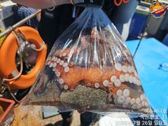 싸이즈 좋은 돌문어 조황입니다 화요일부터 자리여유