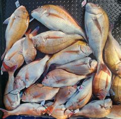 7월 25일 참돔 타이라바 조황 사진